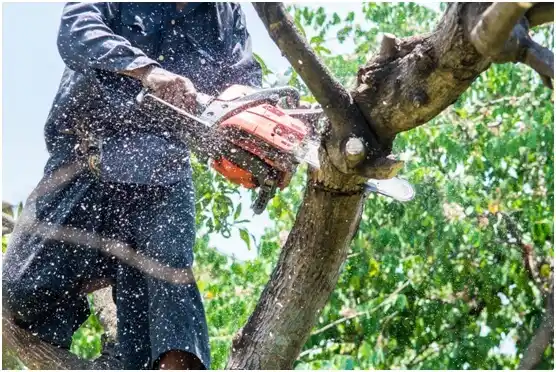tree services Cody